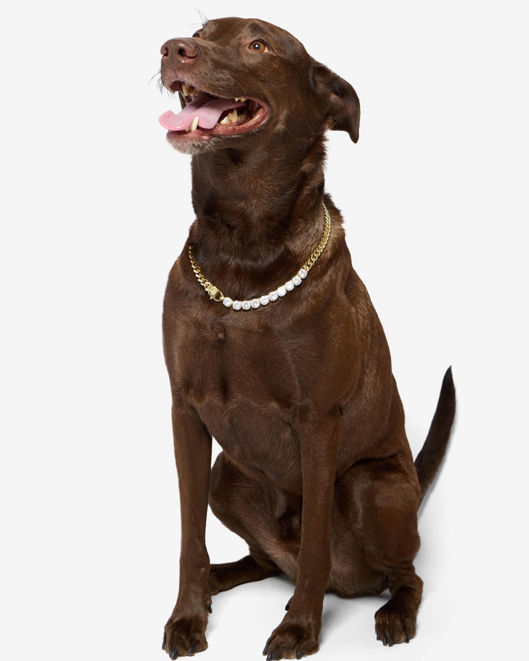 Thor Loves Diamonds Pet Necklace - Gold|White Diamondettes